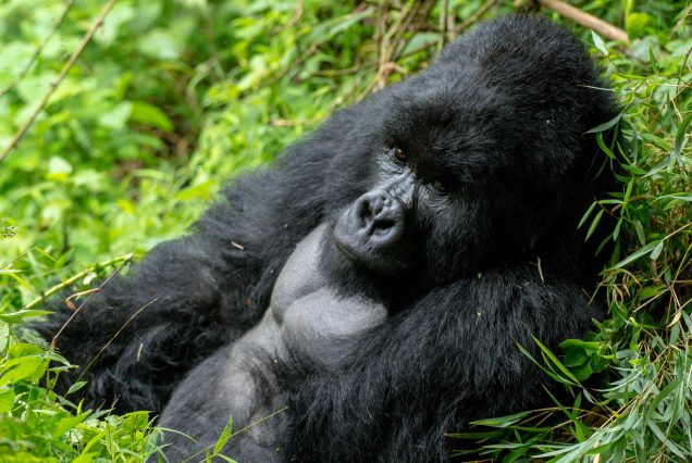 Uganda Primate Safari and Tours
