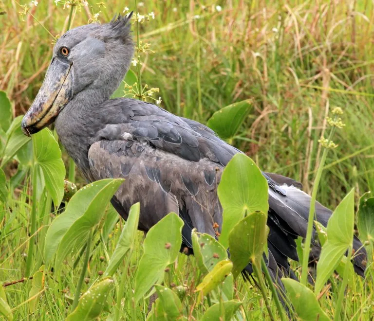 UTB partners with Expedia Group to promote Uganda