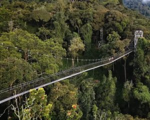 Rwanda Primate Tours and Safaris