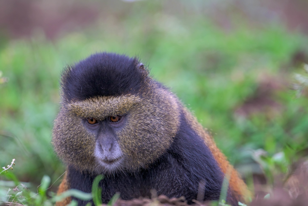 Gorilla & Golden Monkey Trekking in Rwanda