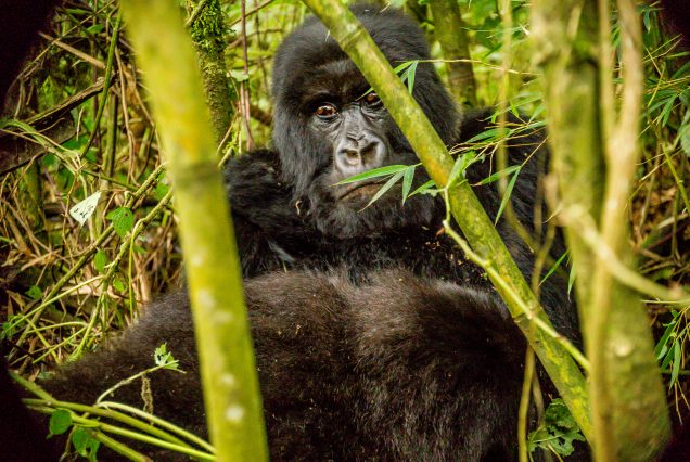 Gorilla Trekking in Rwanda