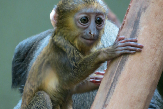 Rwanda Primate Tours and Safaris