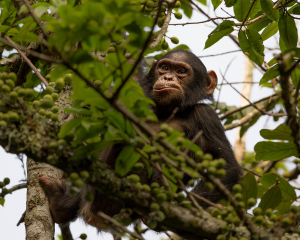 Rwanda Primate Tours and Safaris