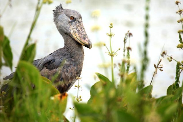 Magnificent Uganda Birdwatching Safaris