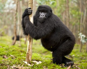 Gorilla Trekking in Rwanda