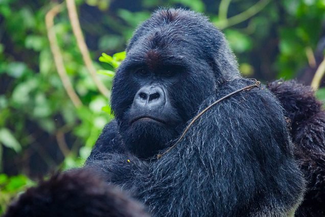 Safaris in Uganda and Rwanda