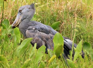 Magnificent Uganda Birdwatching Safaris