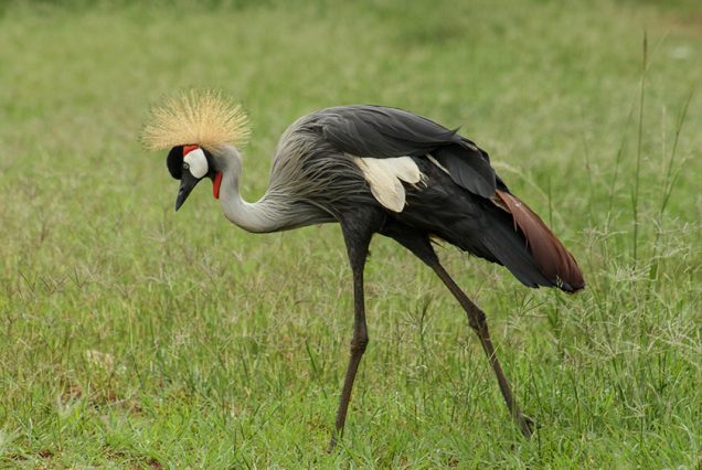 37 Days Discover Uganda Attractions