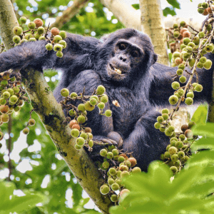 7 Days: Primates & Culture Expedition