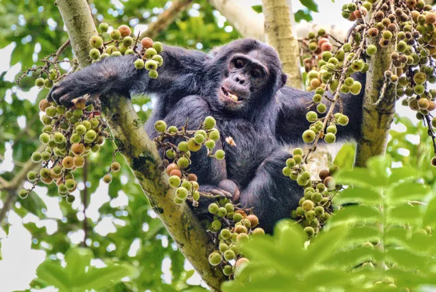 7 Days: Primates & Culture Expedition