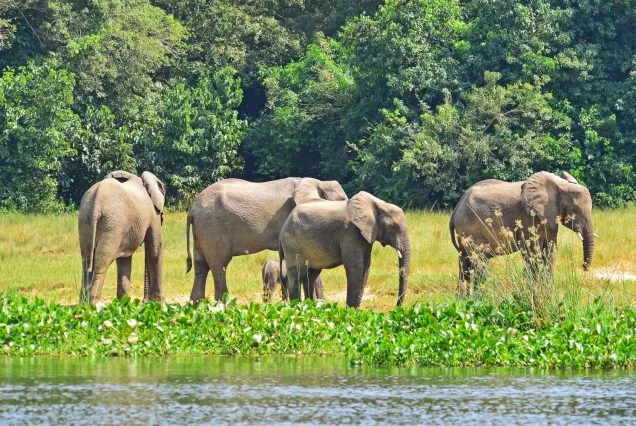 7 Days: Budget Uganda Wildlife & Gorilla Safari