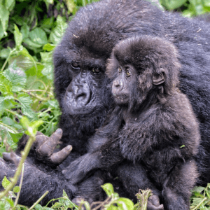 6 Days: Gorilla Trek & Akagera Wildlife Safari