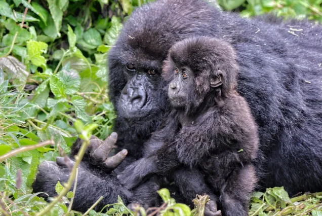6 Days: Gorilla Trek & Akagera Wildlife Safari