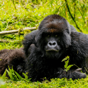 4 Days: Volcanoes Gorilla Safari