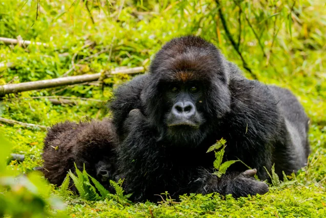 4 Days: Volcanoes Gorilla Safari