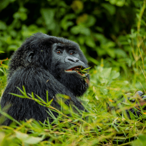 5 Days: Rwanda Gorilla Trekking & Lake Kivu Escape