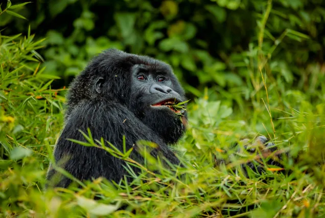 5 Days: Rwanda Gorilla Trekking & Lake Kivu Escape