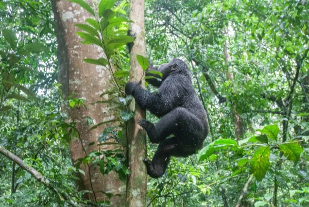 4 Days: Gorilla & Golden Monkey Safaris