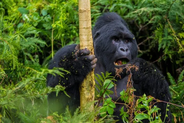 3 Days: Uganda Gorilla Trekking Safari