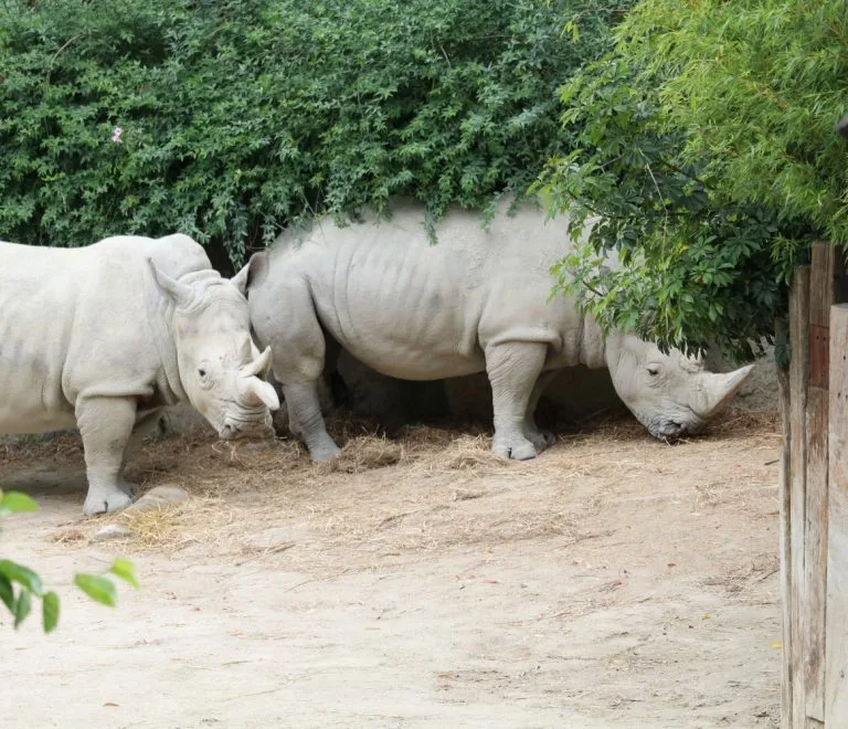 After 43 years, rhinos back in Kidepo National Park